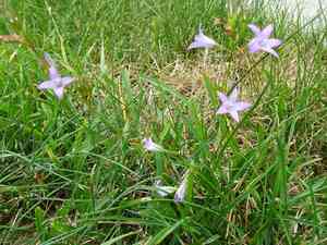 Rampion(Campanula rapunculus)