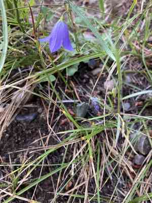 Bluebell bellflower(Campanula rotundifolia)