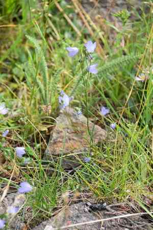 Bluebell bellflower(Campanula rotundifolia)