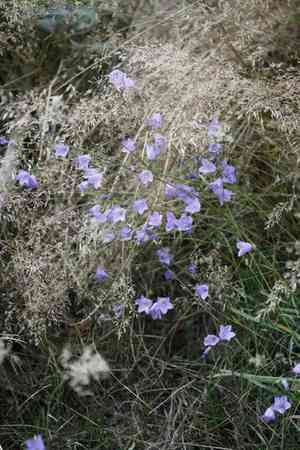 Bluebell bellflower(Campanula rotundifolia)