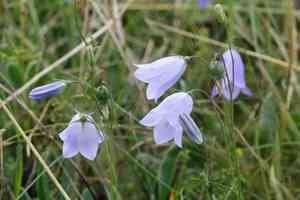 Bluebell bellflower(Campanula rotundifolia)