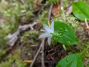 Pale bellflower(Campanula scouleri)