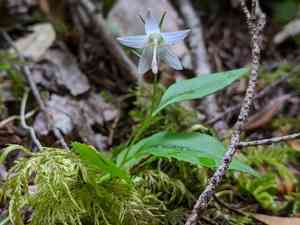 Pale bellflower(Campanula scouleri)