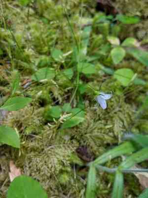 Pale bellflower(Campanula scouleri)
