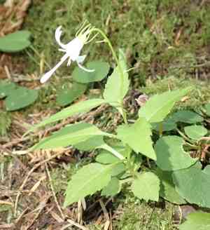 Pale bellflower(Campanula scouleri)