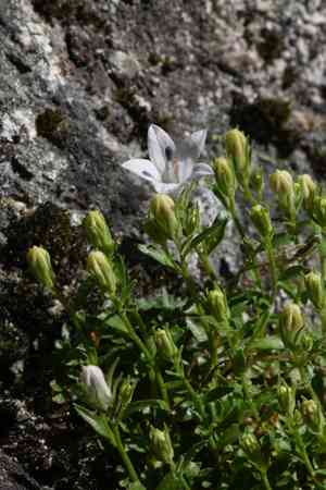 Castle crags bellflower(Campanula shetleri)