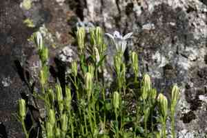 Castle crags bellflower(Campanula shetleri)