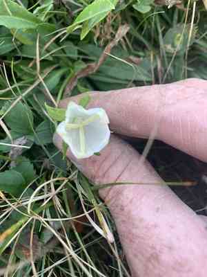 Bellflowers (Campanula)(Campanula)