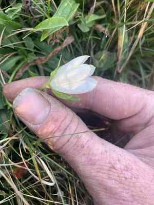 Bellflowers (Campanula)(Campanula)