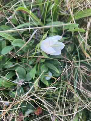 Bellflowers (Campanula)(Campanula)