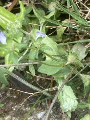 Bellflowers (Campanula)(Campanula)
