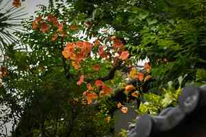 Chinese trumpet creeper(Campsis grandiflora)