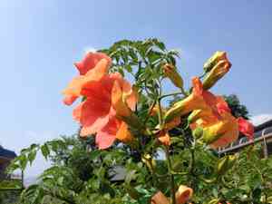 Chinese trumpet creeper(Campsis grandiflora)