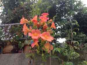 Chinese trumpet creeper(Campsis grandiflora)