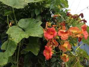 Chinese trumpet creeper(Campsis grandiflora)