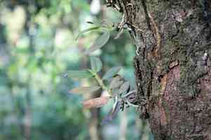 Fairy bentspur orchid(Campylocentrum micranthum)