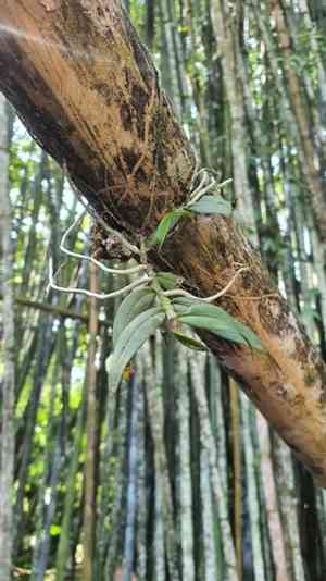 Fairy bentspur orchid(Campylocentrum micranthum)