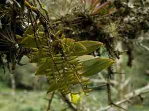 Fairy bentspur orchid(Campylocentrum micranthum)