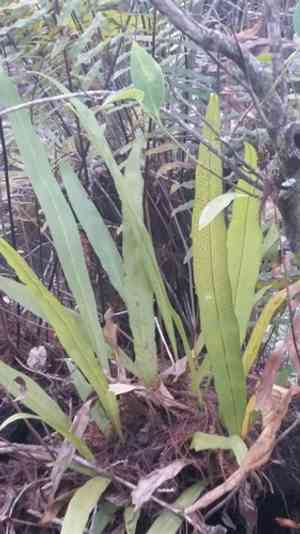 Long strap fern(Campyloneurum phyllitidis)