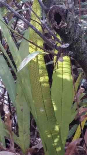 Long strap fern(Campyloneurum phyllitidis)
