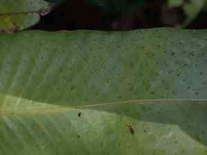 Long strap fern(Campyloneurum phyllitidis)