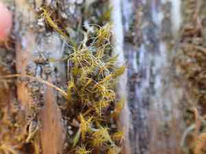 Heath star moss(Campylopus introflexus)