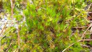 Heath star moss(Campylopus introflexus)