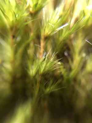 Heath star moss(Campylopus introflexus)