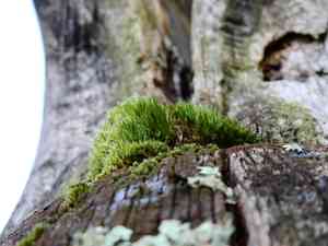 Heath star moss(Campylopus introflexus)