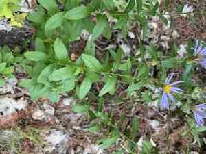 Giant mountain aster(Canadanthus modestus)