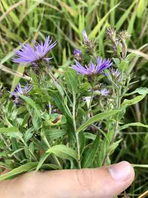 Giant mountain aster(Canadanthus modestus)