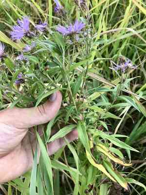 Giant mountain aster(Canadanthus modestus)