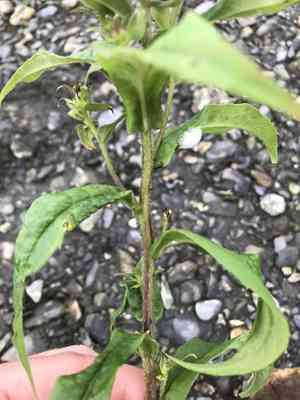 Giant mountain aster(Canadanthus modestus)