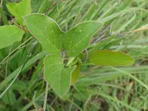Brazilian jackbean(Canavalia brasiliensis)