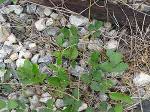 Brazilian jackbean(Canavalia brasiliensis)