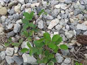 Brazilian jackbean(Canavalia brasiliensis)