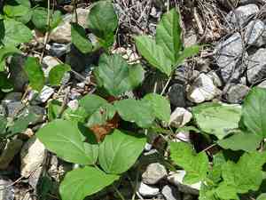 Brazilian jackbean(Canavalia brasiliensis)