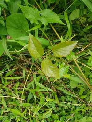 Maunaloa(Canavalia cathartica)
