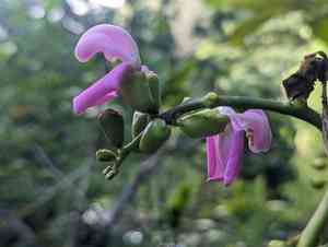 Maunaloa(Canavalia cathartica)