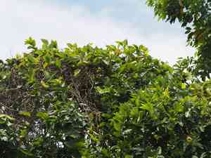 Maunaloa(Canavalia cathartica)