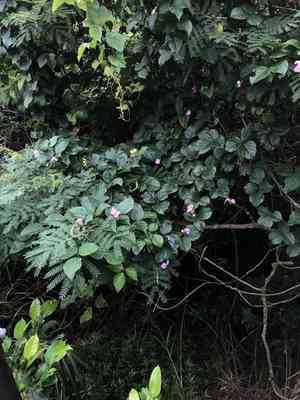 Maunaloa(Canavalia cathartica)