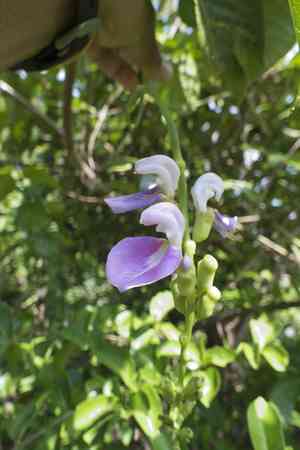 Sword bean(Canavalia gladiata)