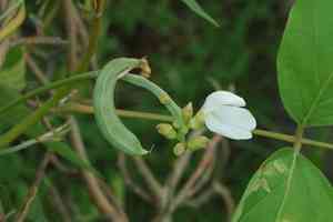 Sword bean(Canavalia gladiata)