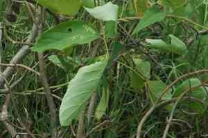 Sword bean(Canavalia gladiata)