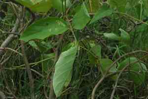Sword bean(Canavalia gladiata)