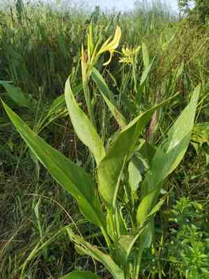Maraca amarilla(Canna glauca)