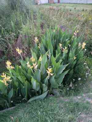 Maraca amarilla(Canna glauca)