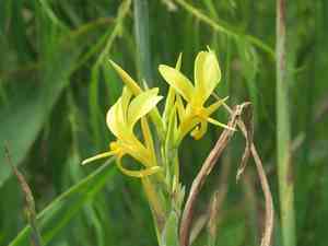 Maraca amarilla(Canna glauca)
