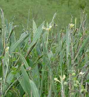 Maraca amarilla(Canna glauca)