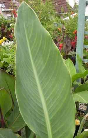 Canna lily(Canna × generalis)